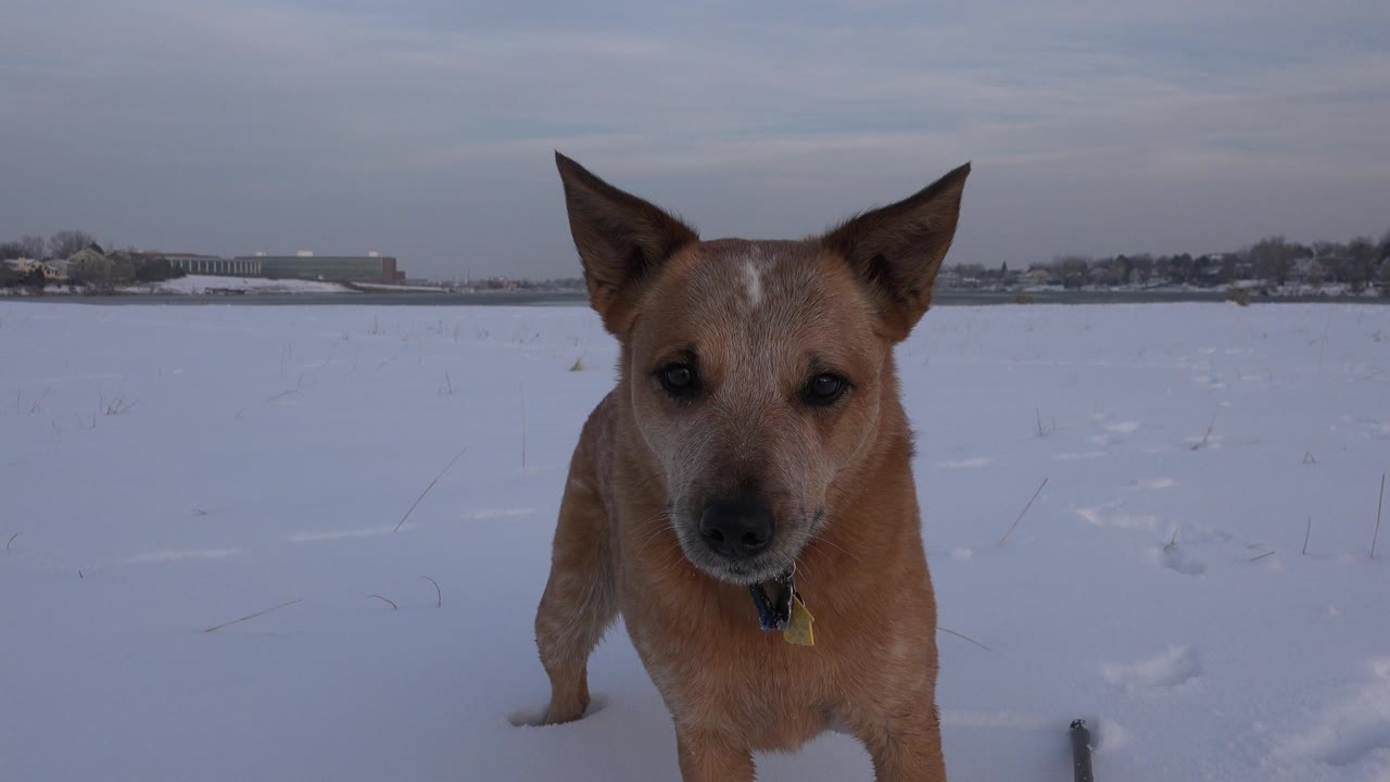 At 0:00, a tan dog with upright ears stands near the camera on a frozen lake in Westminster, Colorado, with snow underfoot, a distant shoreline, and no visible people.