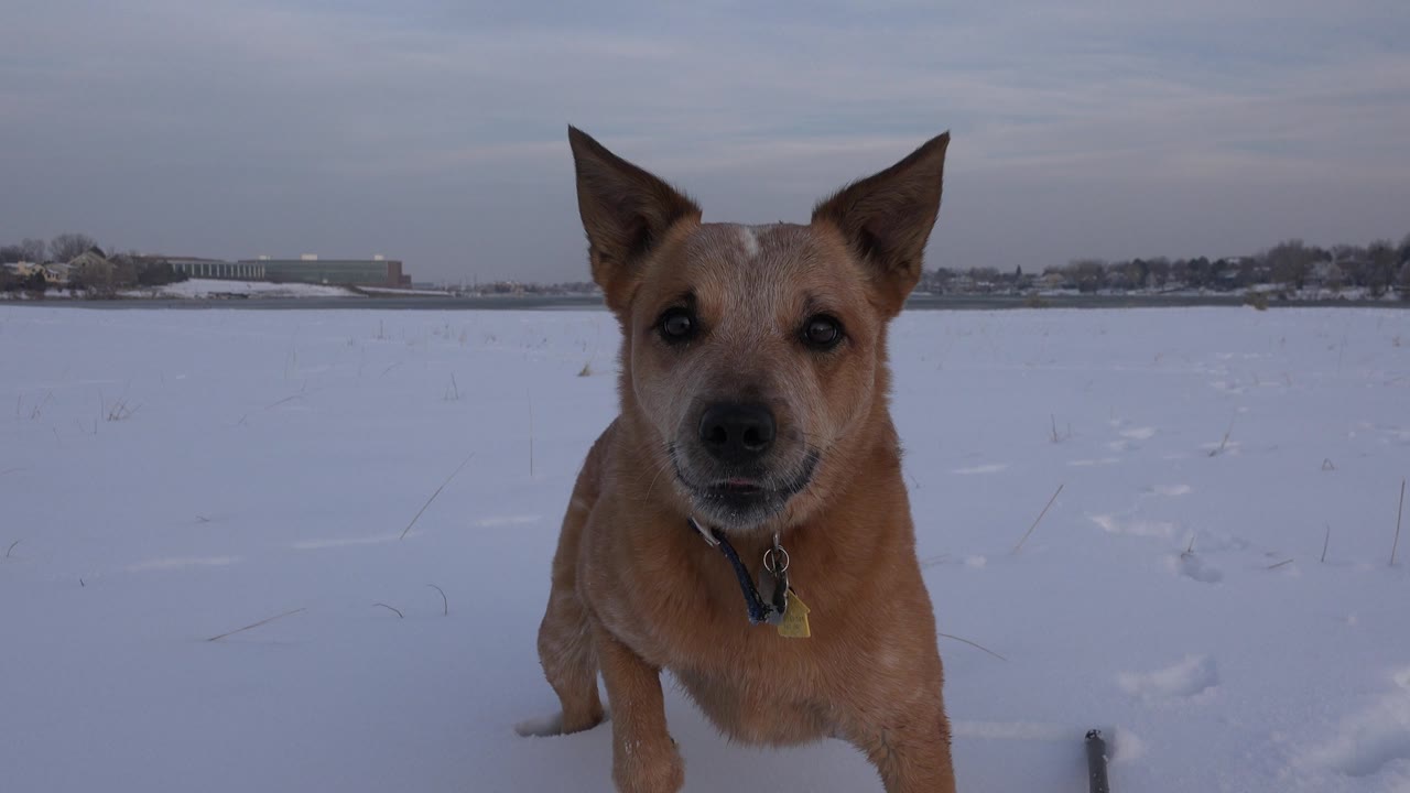 Dog near camera with collar visible on snowy lake surface