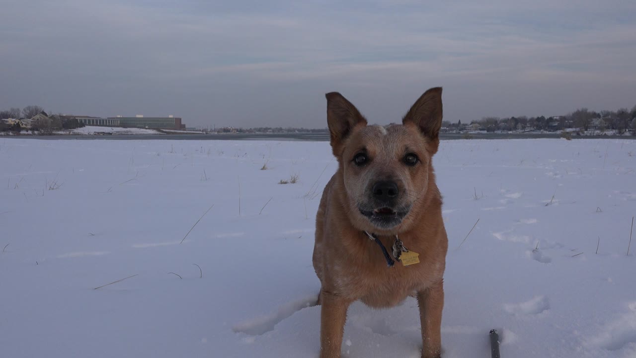 Tan dog standing in snow facing the camera.