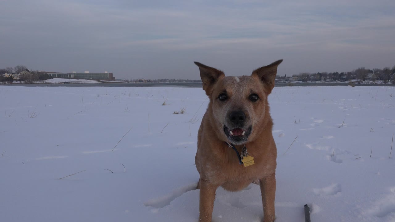 The dog faces forward in the snowy Westminster field with its mouth partly open, collar tag visible, and no visible people.