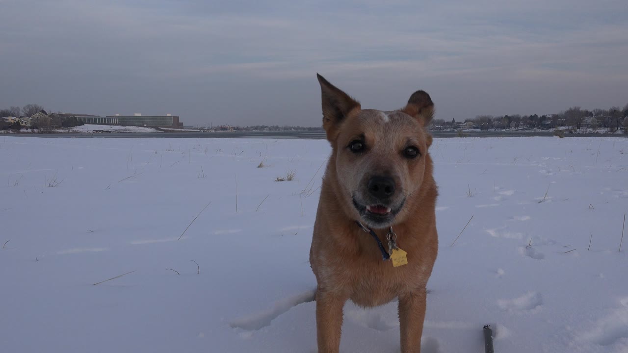 A tan medium-sized dog stands close to the camera in snow in Westminster, Colorado, with distant low buildings and no visible people.