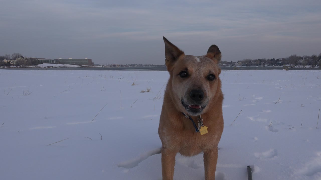 The tan dog remains centered in the snowy Westminster field, looking toward the lens with its mouth slightly open and no visible people.