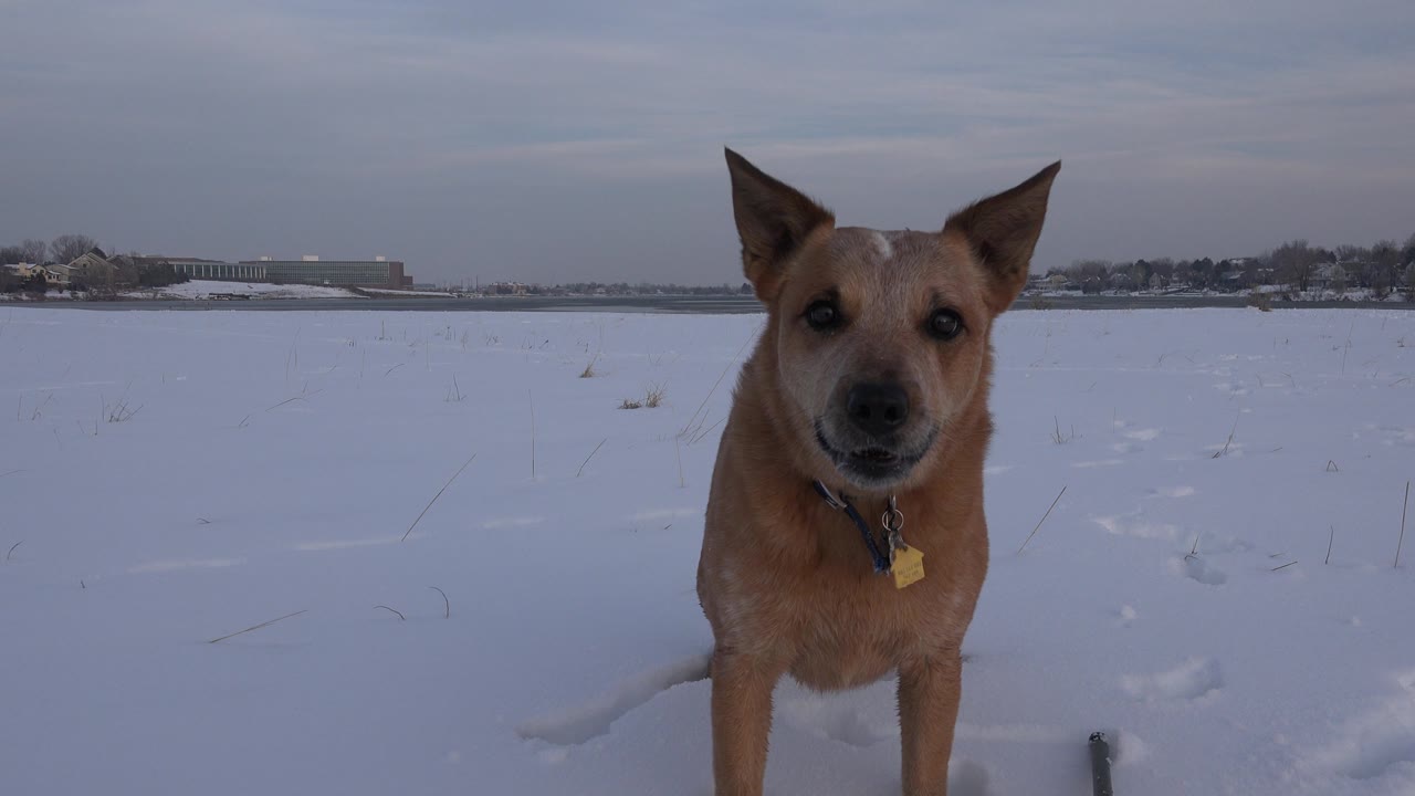 Tan dog in snow looking at the camera