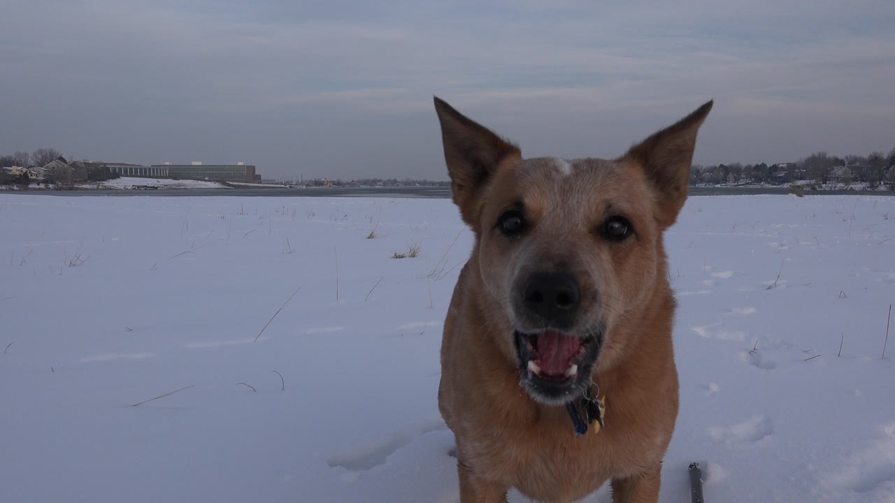 A yellow dog with upright ears stands close to the camera in a snowy Westminster, Colorado field, with a distant tree line and no visible people.