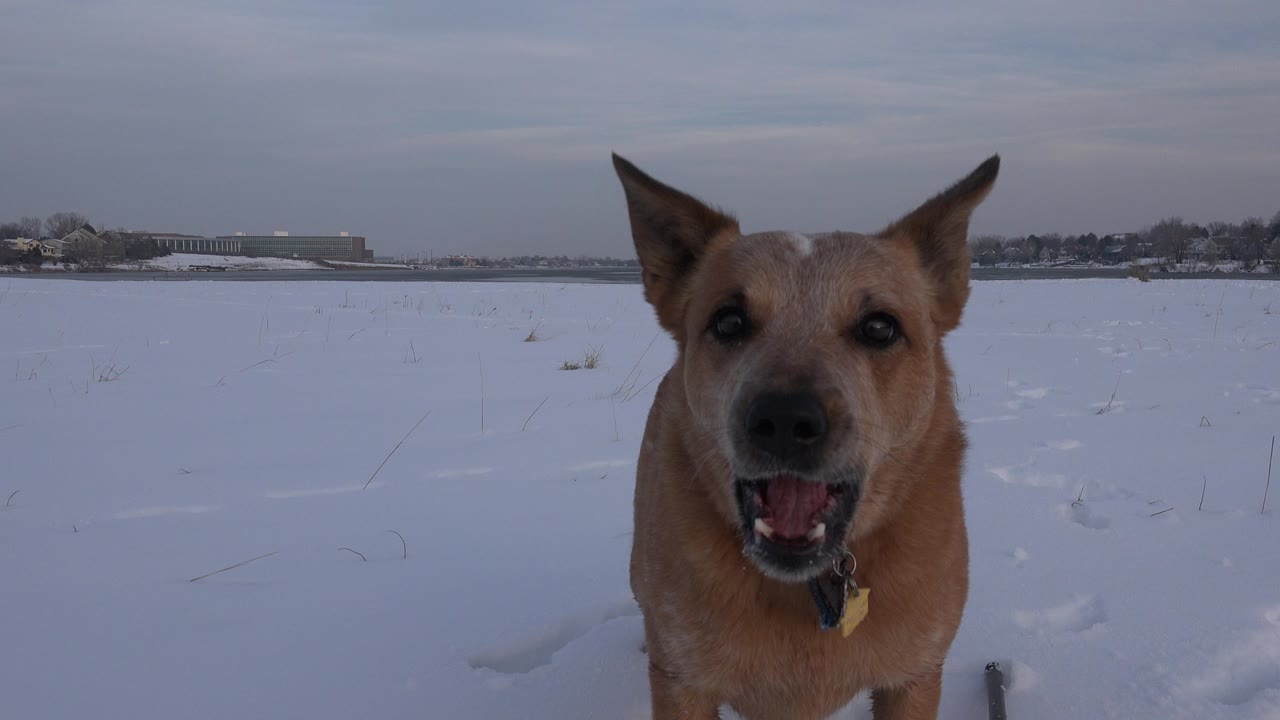 The yellow dog faces the ground-level camera with its mouth open while standing in the Westminster, Colorado snow, with no visible people in frame.