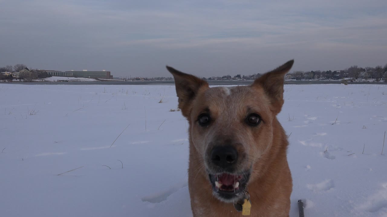 Yellow dog looking toward camera with snow behind it.