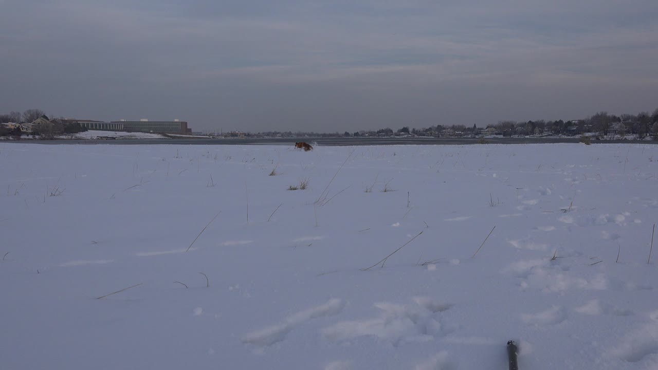 Opening frame of a snowy field in Westminster, Colorado, with distant brown animals near the horizon, low buildings at left, a tree line, and no visible people.