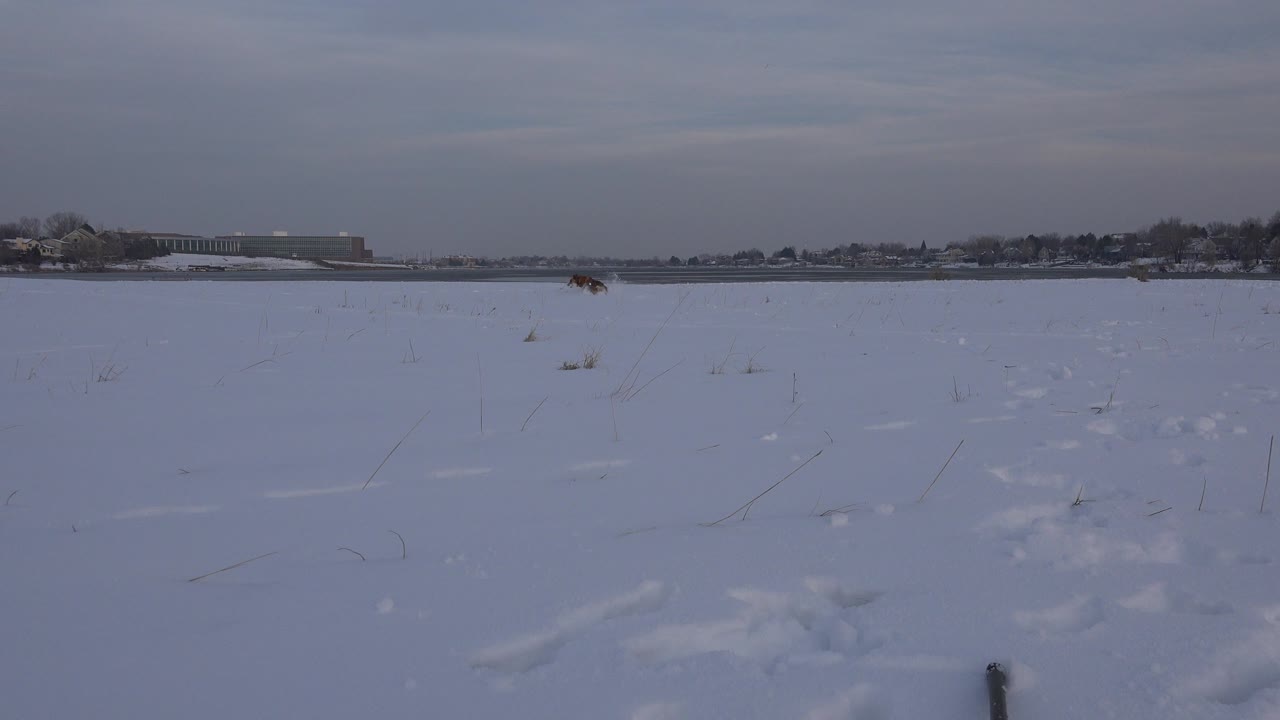 A wide winter field in Westminster, Colorado, shows uneven snow in the foreground, distant animals slightly right of center, a dark horizon of trees, and no visible people.