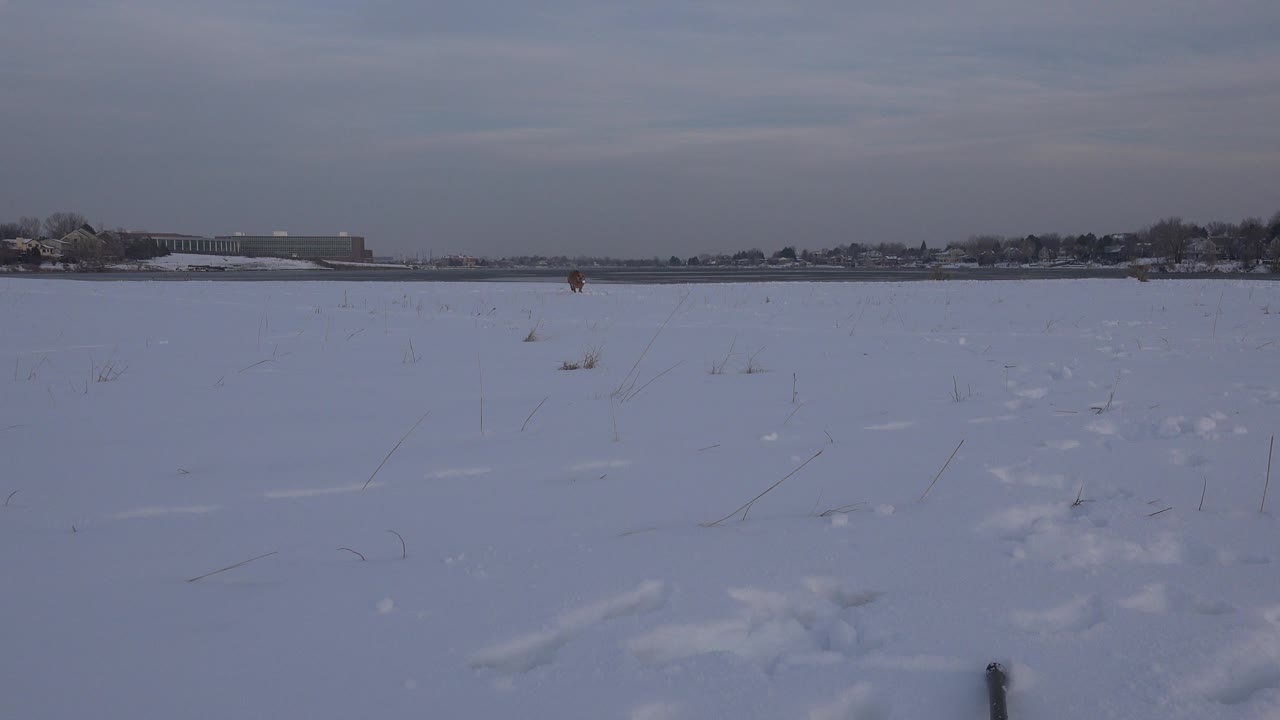 A tan dog appears far across a snow-covered field in Westminster, Colorado, with tracks in the foreground, low buildings on the horizon, and no visible people.