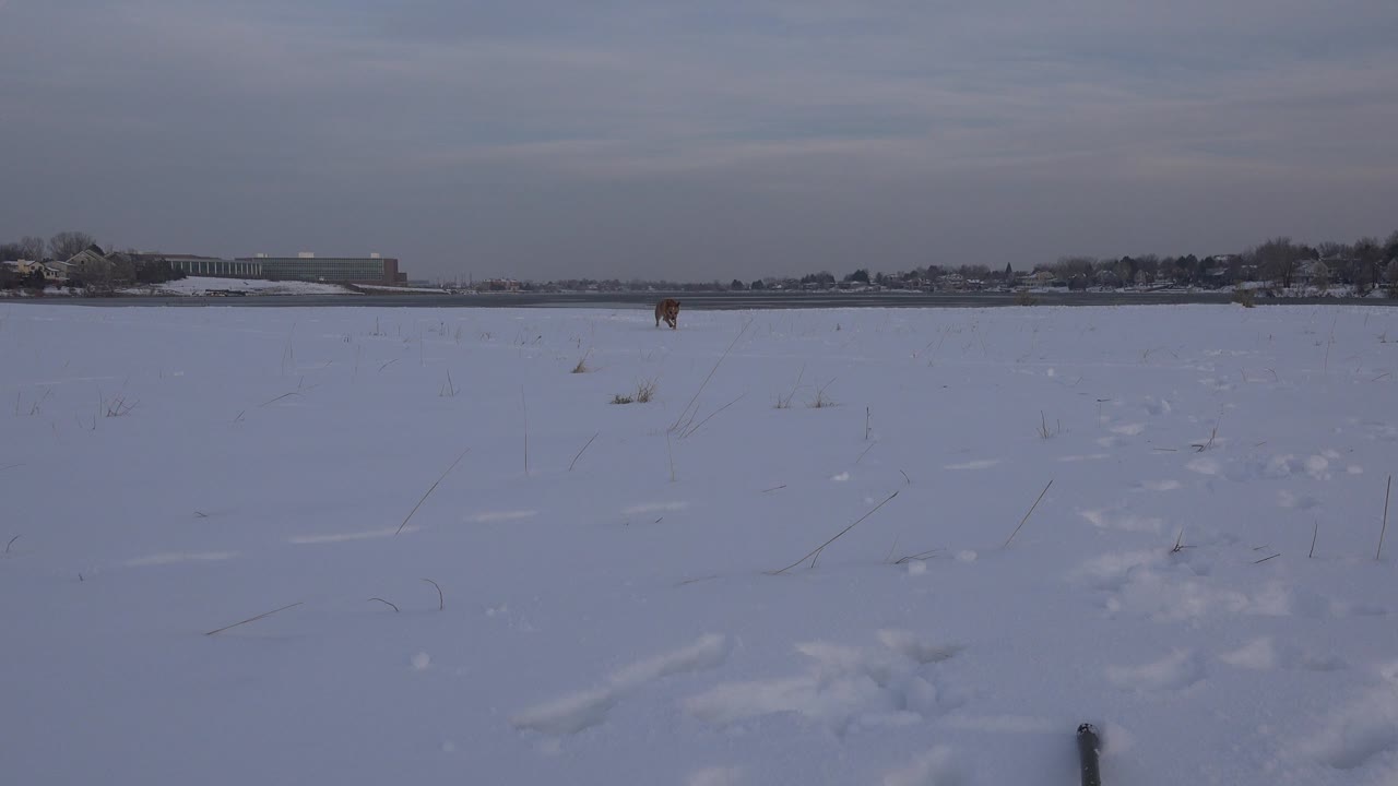 Small tan dog running across snow toward the camera.