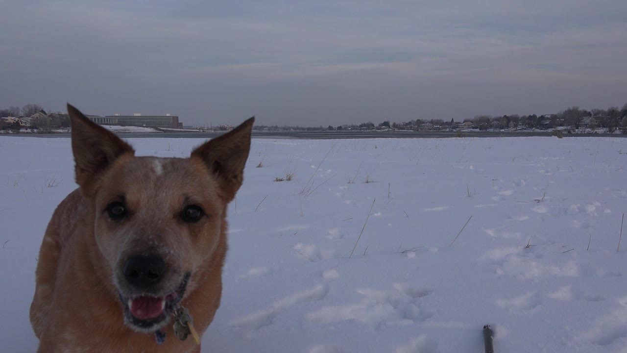 A tan dog stands close at the left side of the frame in a snowy Westminster, Colorado field, with distant buildings on the horizon and no visible people.