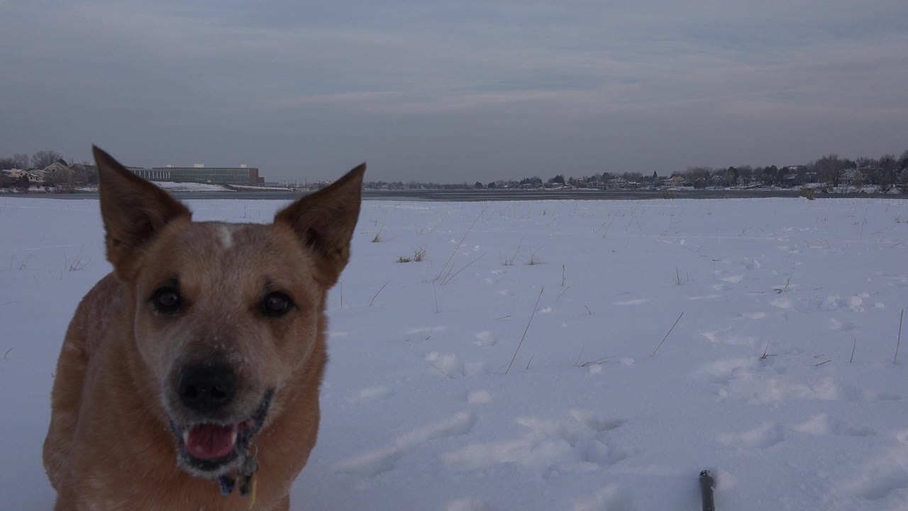 A tan dog faces the camera near the center-left of a snow-covered Westminster, Colorado field, with paw prints leading back across the snow and no visible people.