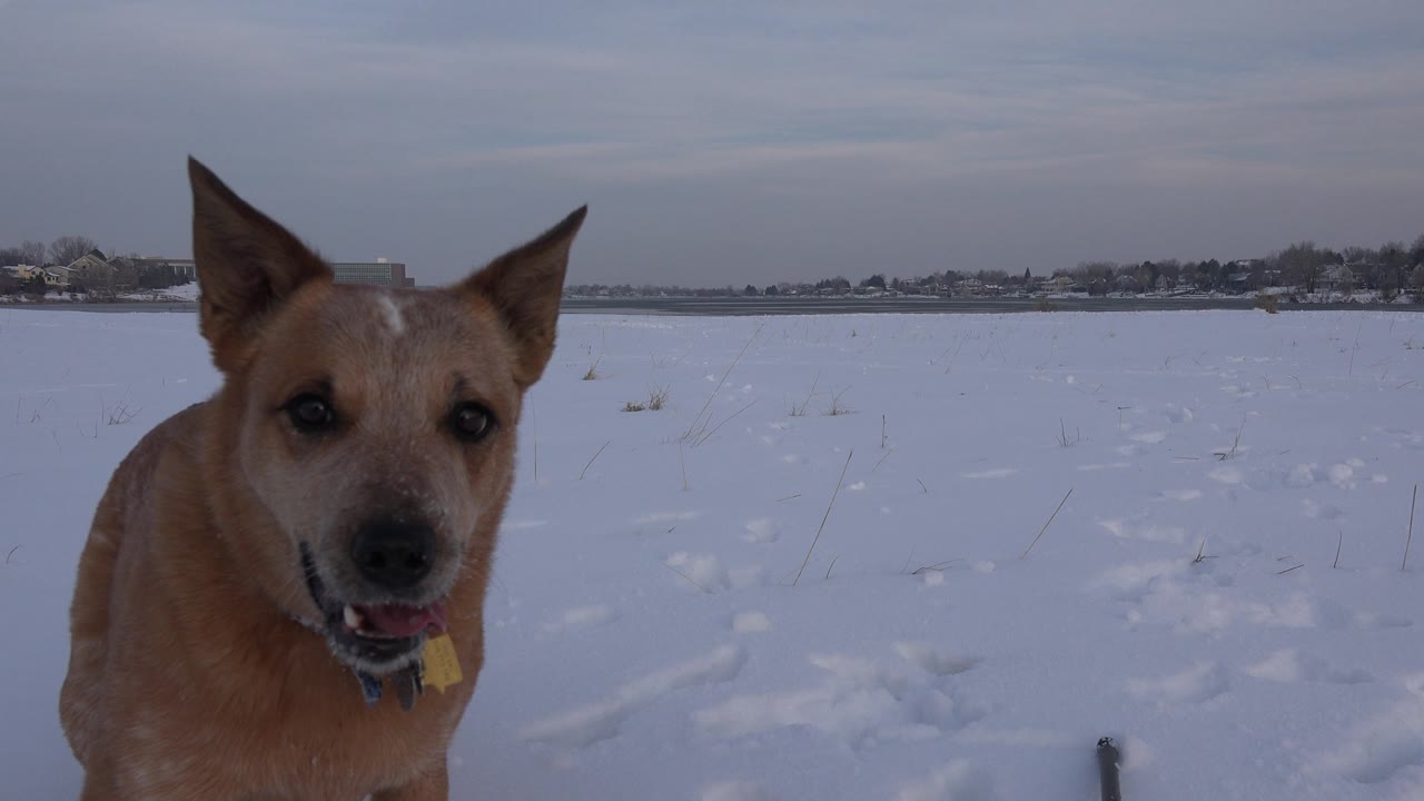 Dog facing the camera with open mouth in snow.