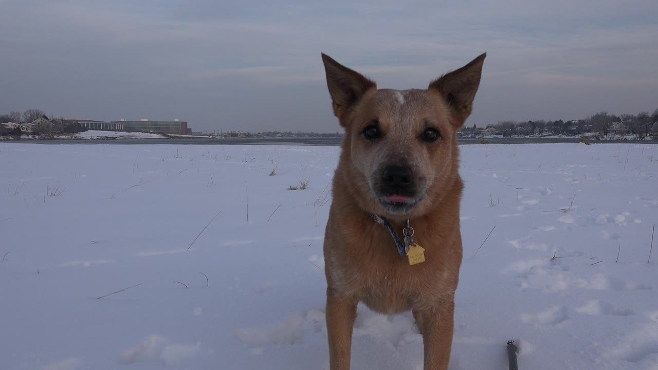 Tan collared dog faces the camera in a snow-covered field in Westminster, Colorado, with a gray sky, distant buildings, and no visible people.