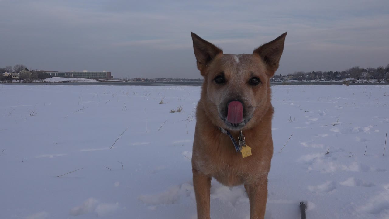 Tan collared dog licks its nose while standing close to the camera in a snowy Westminster, Colorado field with no visible people.