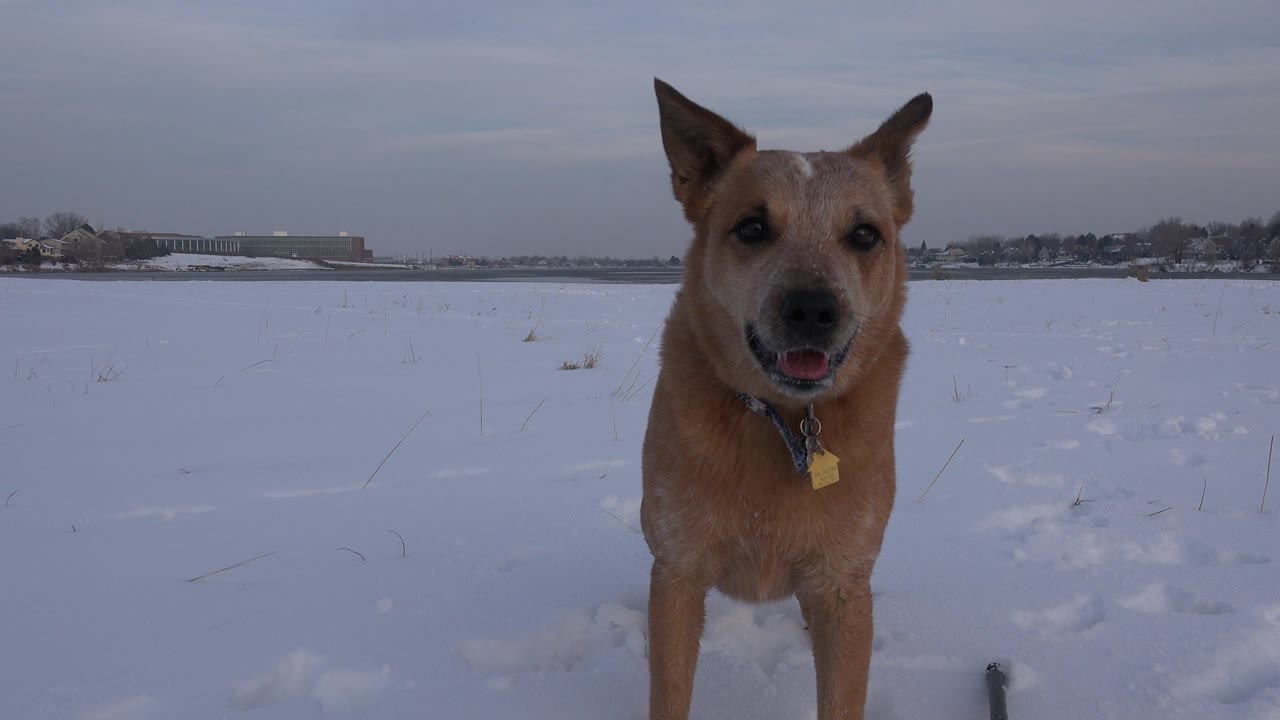 Tan dog panting in a snow-covered field.