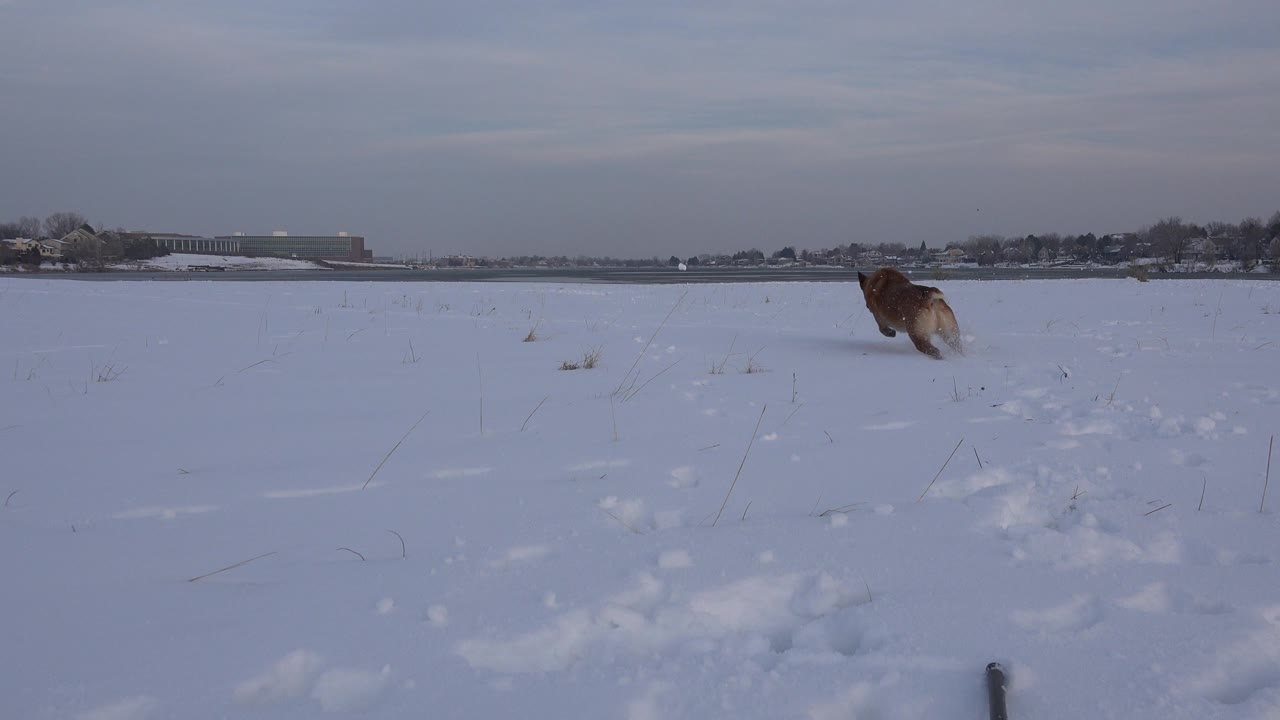 A brown dog moves away through snow in Westminster, Colorado, with paw tracks leading from the low foreground and no visible people.