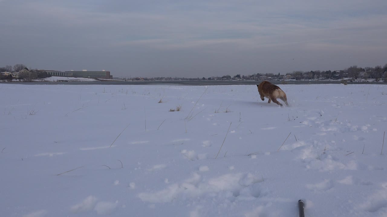The brown dog continues across the Westminster snowfield, positioned in the midground above a trail of disturbed snow, with no visible people.
