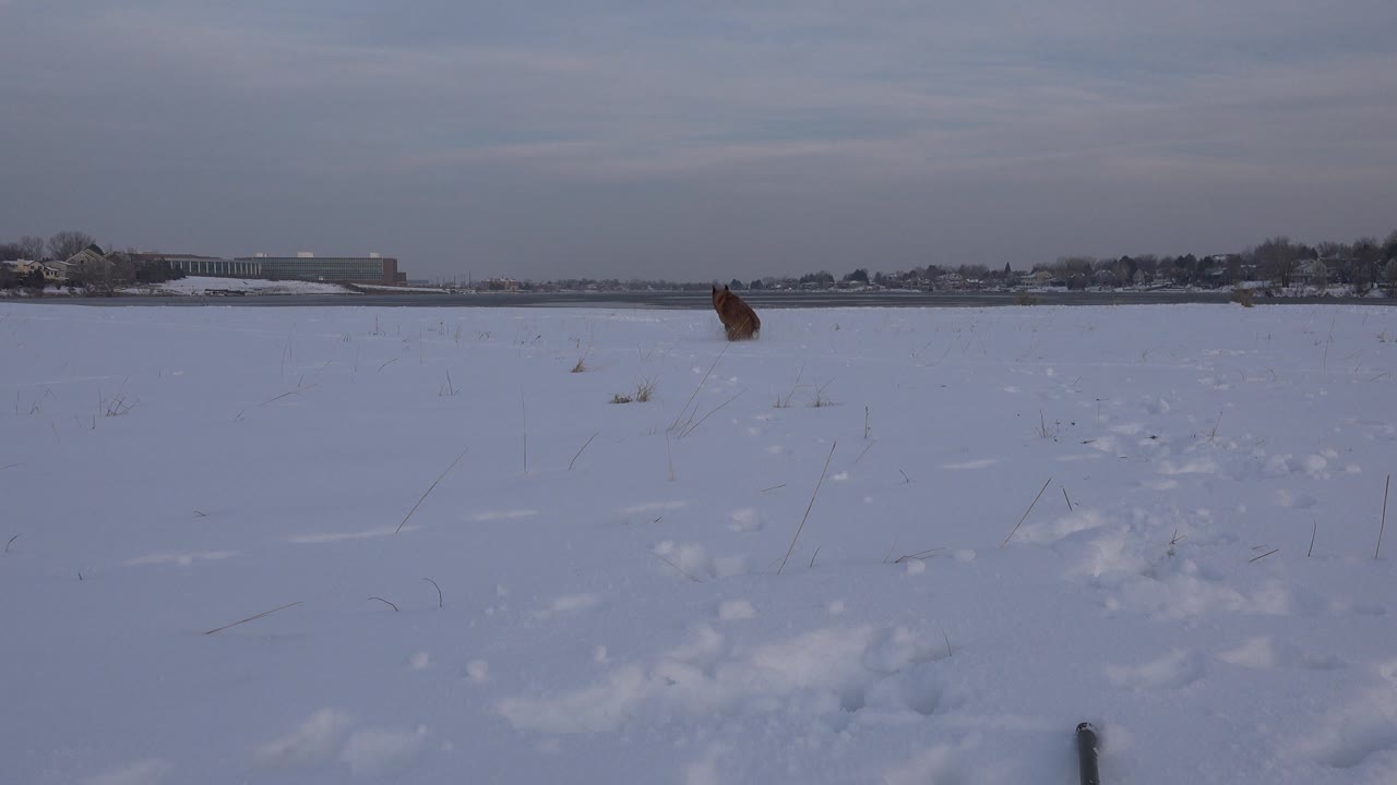 Small brown dog near the right side of a wide snowy field.