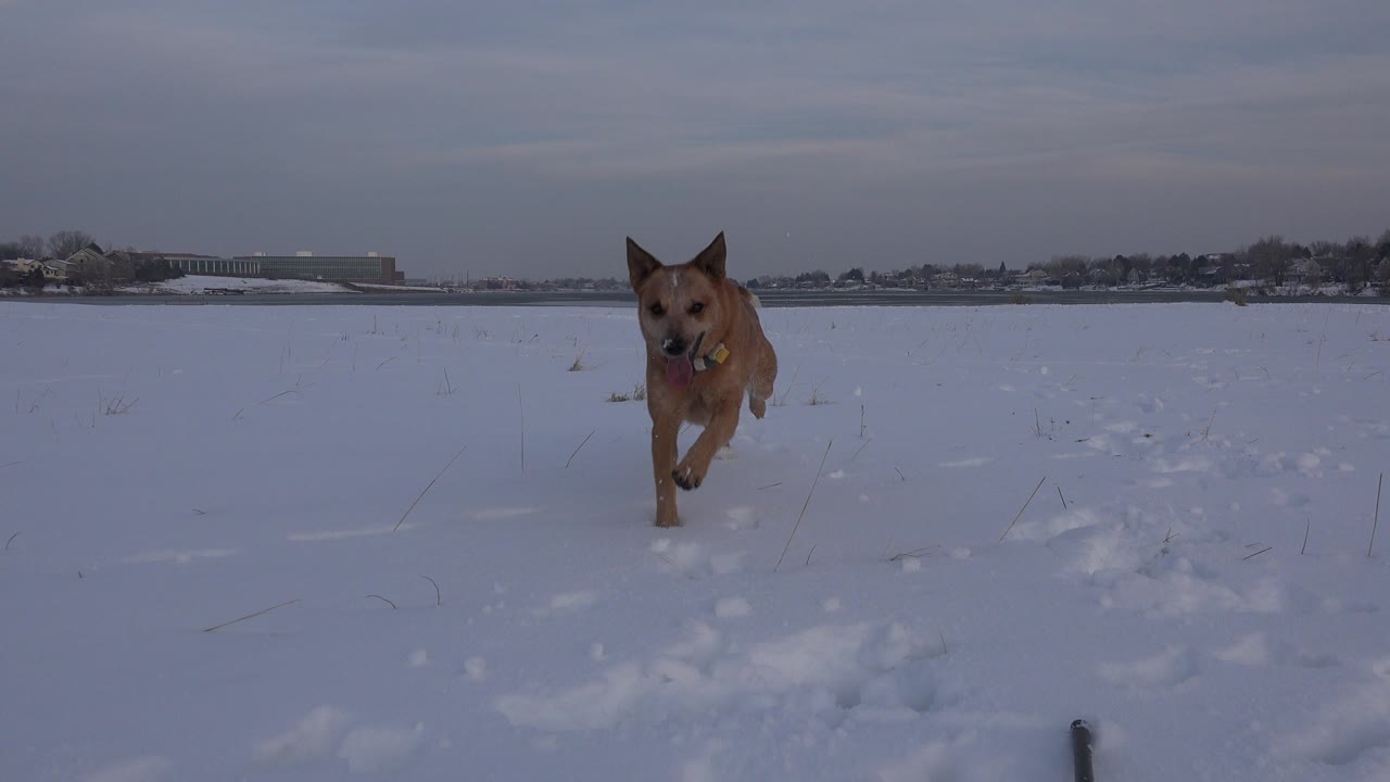 A brown dog runs toward a low camera across a snowy field in Westminster, Colorado, with distant buildings and trees on the horizon and no visible people.