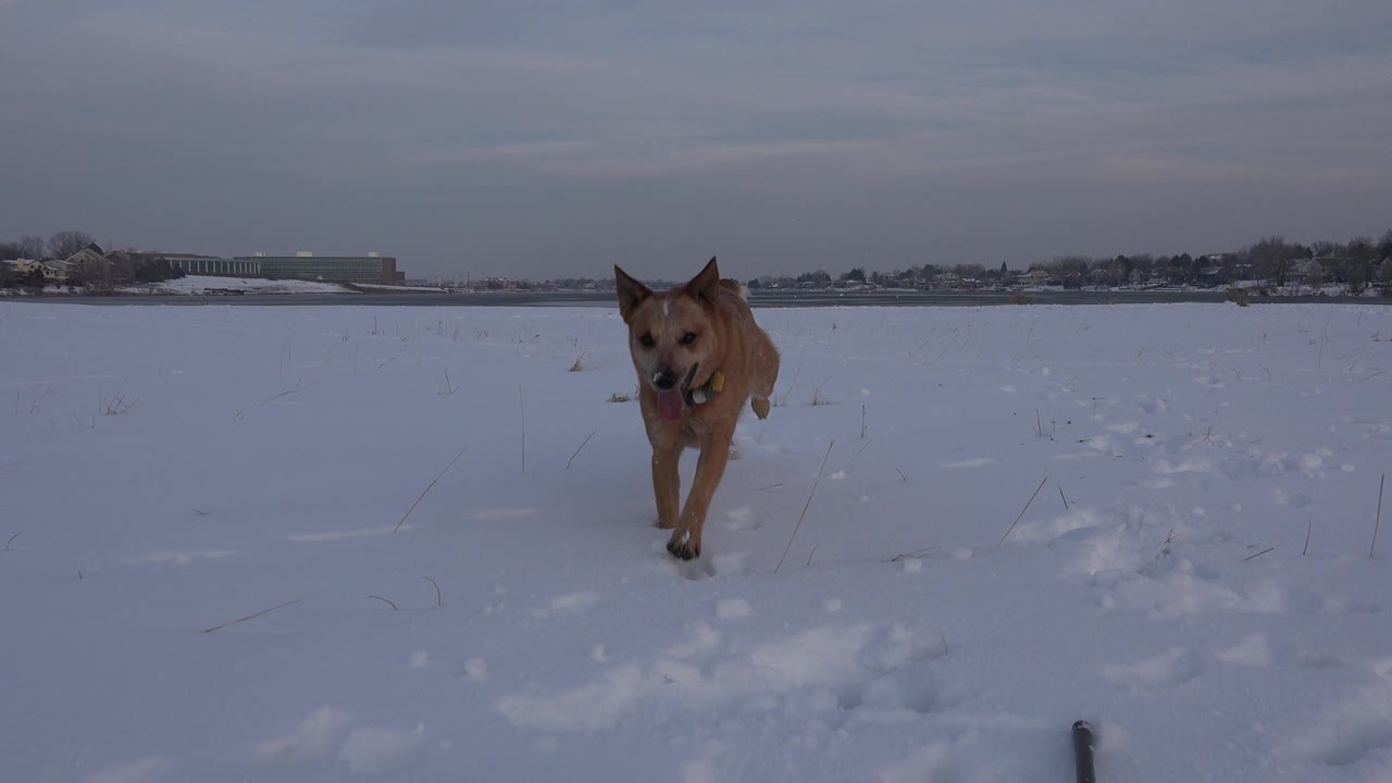 The brown dog is nearer to the camera in Westminster, Colorado, mouth open as it moves through white snow, with a low suburban horizon behind it and no visible people.