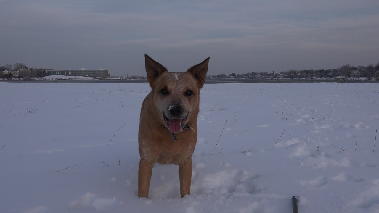 Brown dog standing close in snow facing camera
