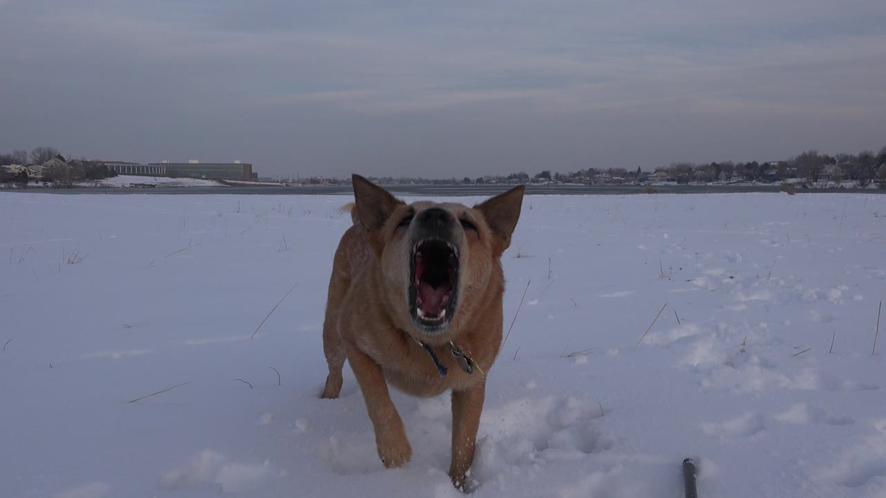 A tan mixed-breed dog faces the camera with its mouth open in a snowy Westminster, Colorado field, with no visible people.