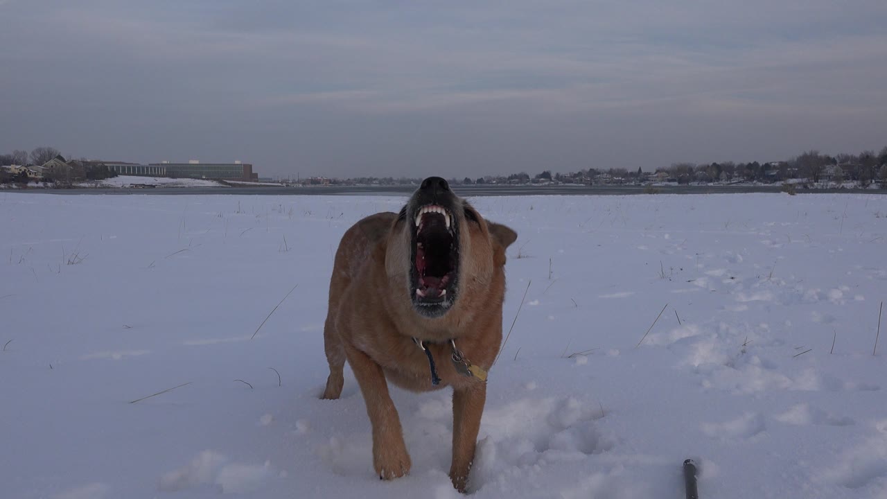 The dog leans toward the low camera with its mouth wide open, standing on packed snow in Westminster, Colorado, with no visible people.