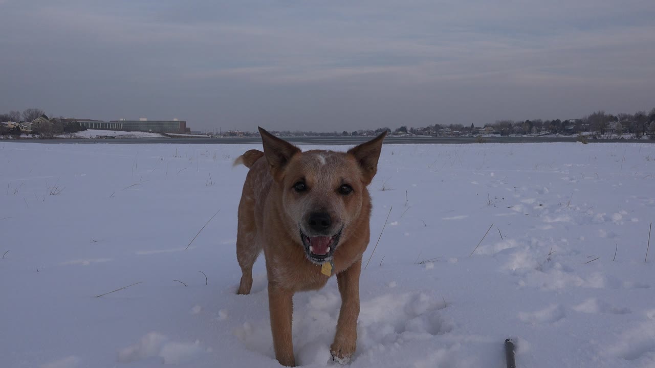 Tan dog standing alert in snow