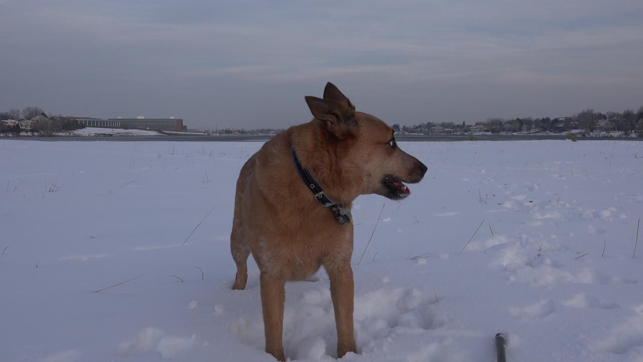 A tan dog with a dark collar stands in a snowy Westminster, Colorado field while looking left, with no visible people.