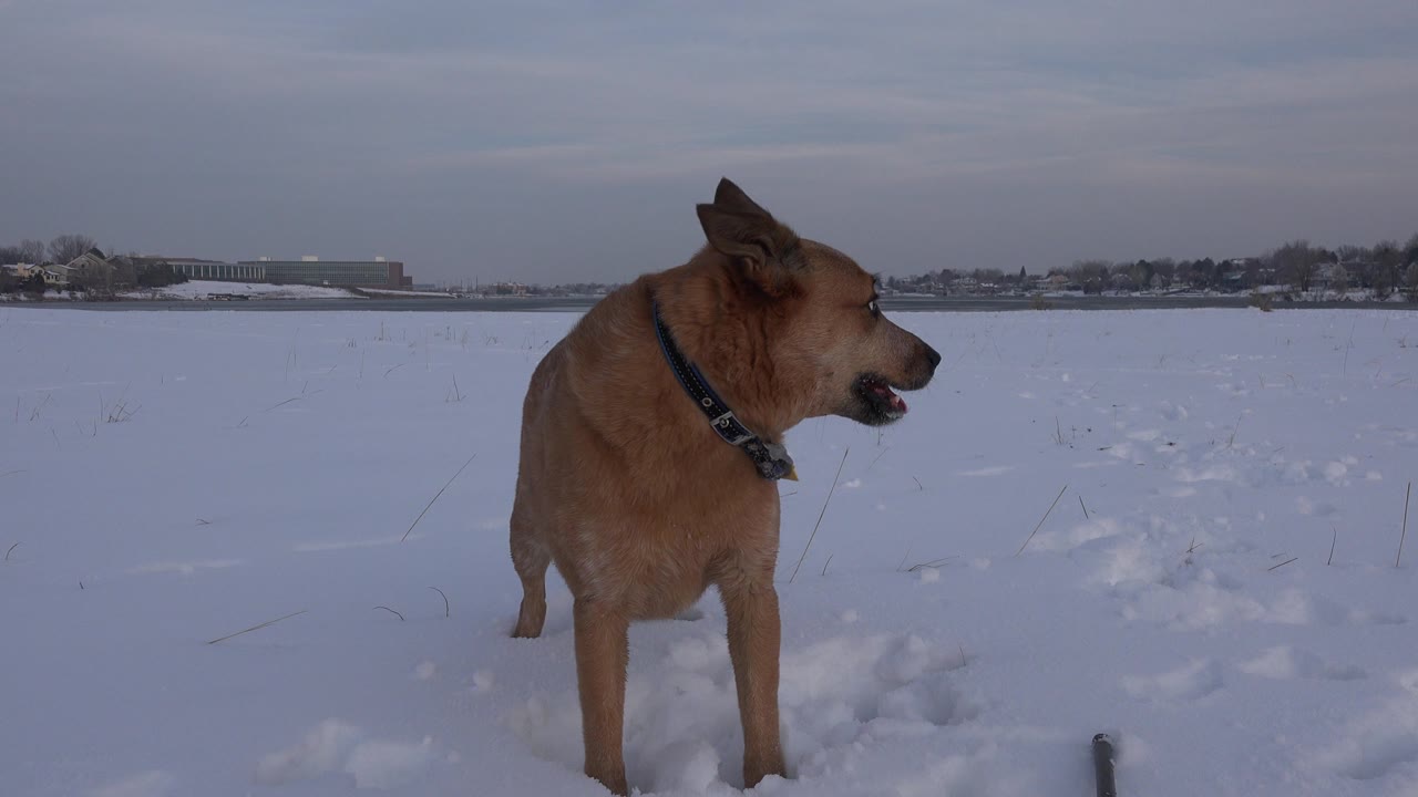 The tan dog remains in the snowy Westminster, Colorado field, angled sideways with its mouth partly open and no visible people.