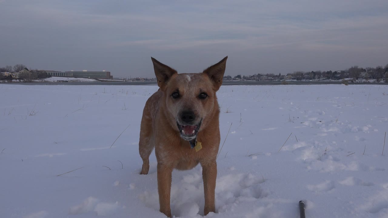 Tan dog facing the camera in snow.