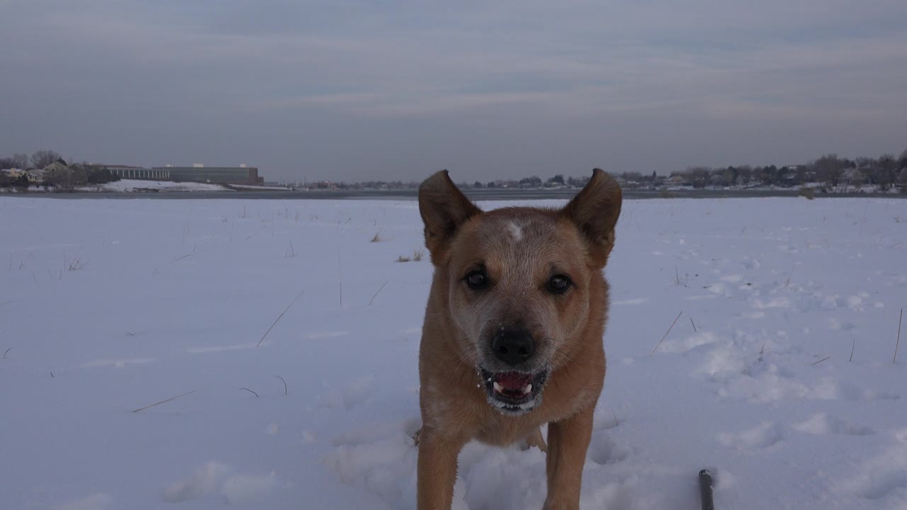 A tan dog stands close to a low camera in a snowy Westminster, Colorado field, with paw tracks in the snow, distant buildings on the horizon, and no visible people.