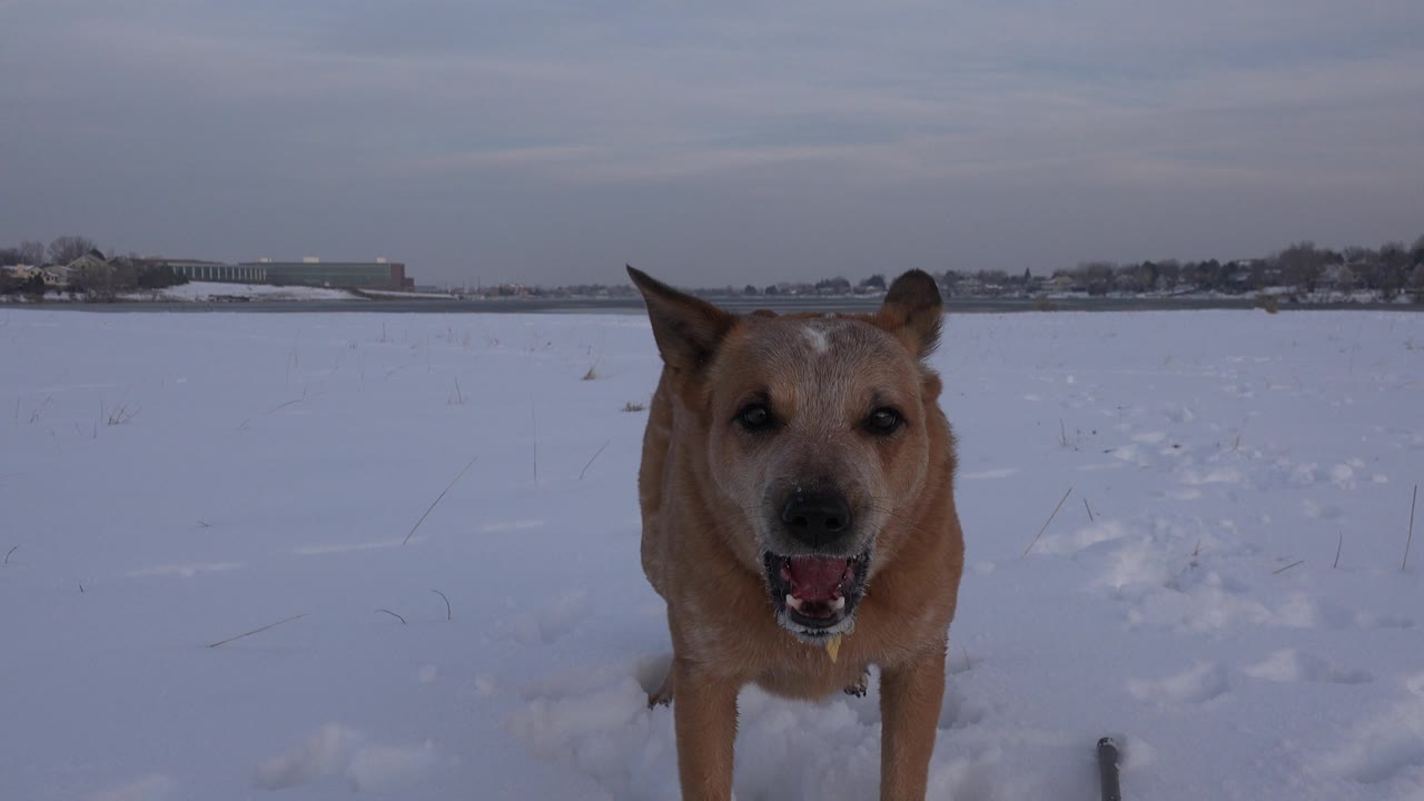 Close dog in snow with open mouth and distant horizon.