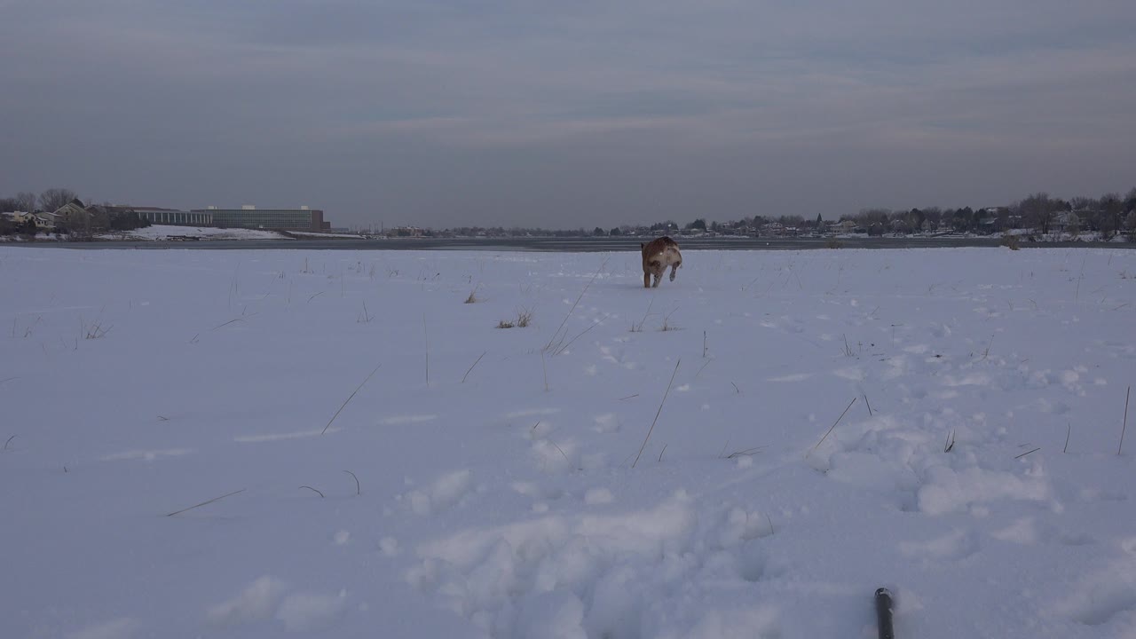 A tan domestic dog stands far out in a snow-covered Westminster, Colorado field with footprints leading through the foreground, distant trees and buildings on the horizon, and no visible people.