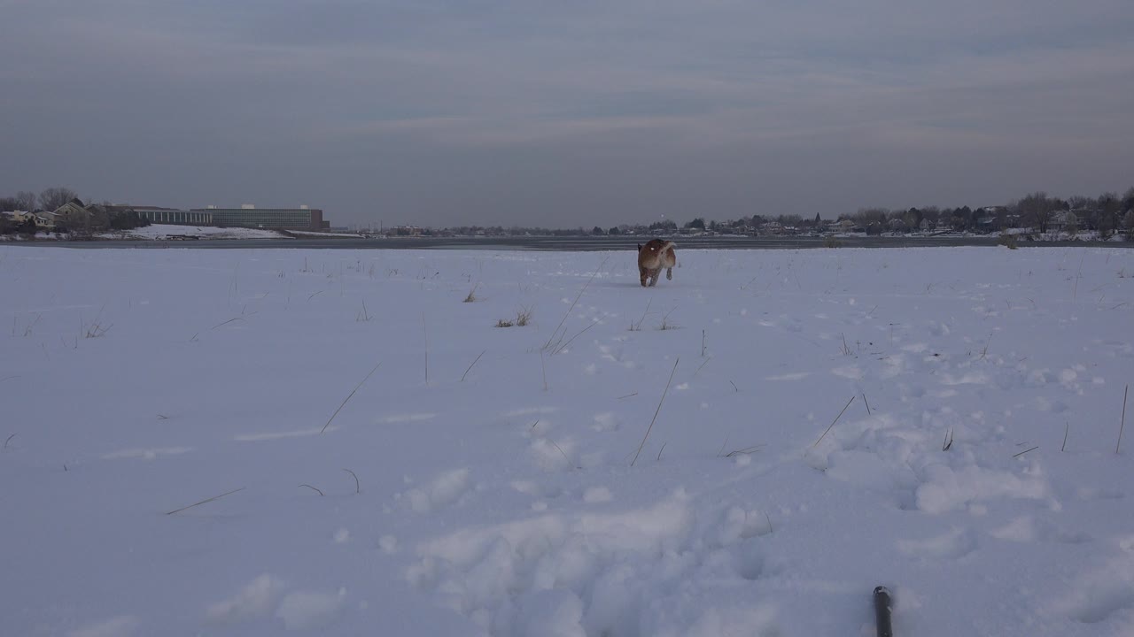 The tan dog has moved closer across the snowy Westminster field, still centered beyond the footprint trail with the tree line and low buildings in the background and no visible people.