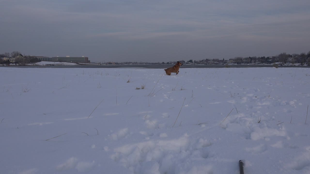 Tan dog running from the right side across a snowy open field.