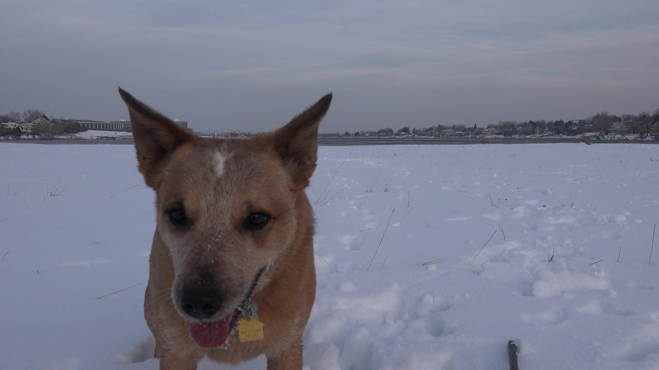 Tan dog with upright ears stands very close to the camera in a snowy Westminster, Colorado field, with paw tracks behind it and no visible people.