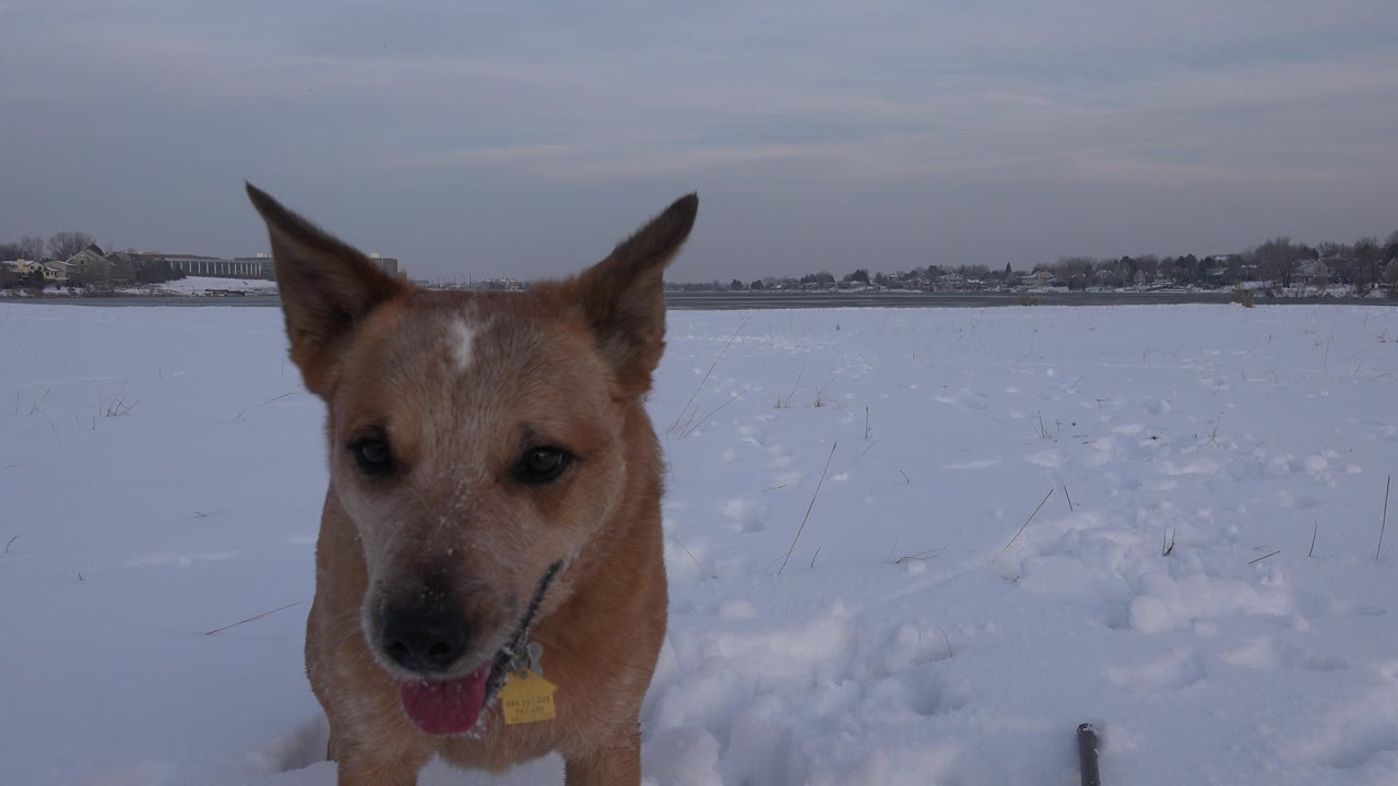 The dog remains centered near the lens in the Westminster snow, mouth open and collar tag visible, with a low distant skyline and no visible people.