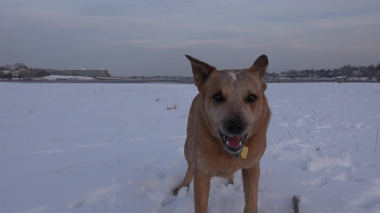 A fawn-colored dog stands close to the low camera in a snowy Westminster, Colorado field, with a gray sky, distant buildings, and no visible people.