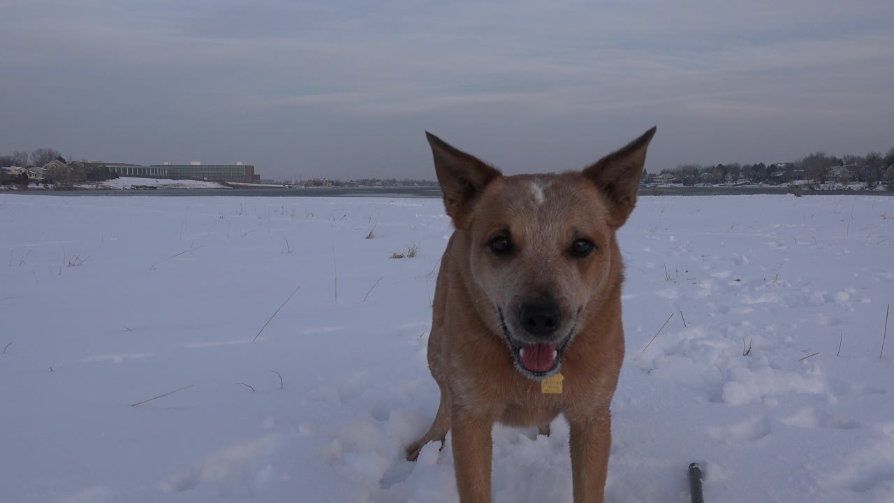 Dog looking forward in a snowy open field.