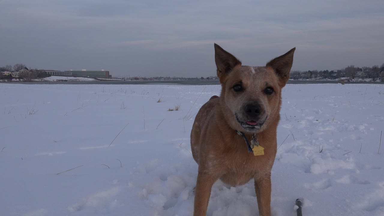 A brown dog faces the camera from close range in a snow-covered Westminster, Colorado field, with a low horizon and no visible people.
