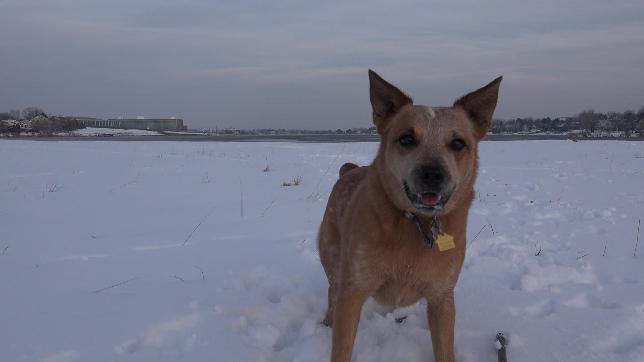 The brown dog remains close to the lens with its mouth open, standing in snowy tracks across an open Westminster, Colorado field with no visible people.