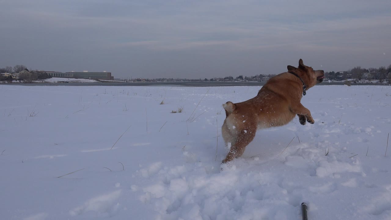 Brown dog running away through snow.