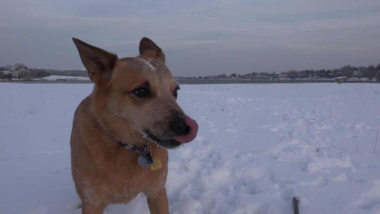 A tan collared dog stands near the left side of a snowy Westminster, Colorado field with distant trees and buildings behind it, no visible people.