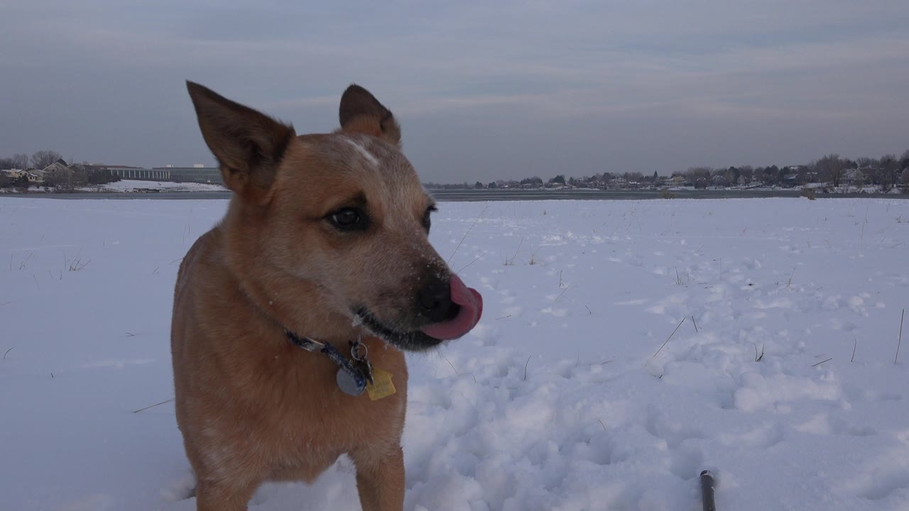 The tan dog faces slightly right while licking its nose in a snow-covered Westminster, Colorado field, with a low horizon and no visible people.
