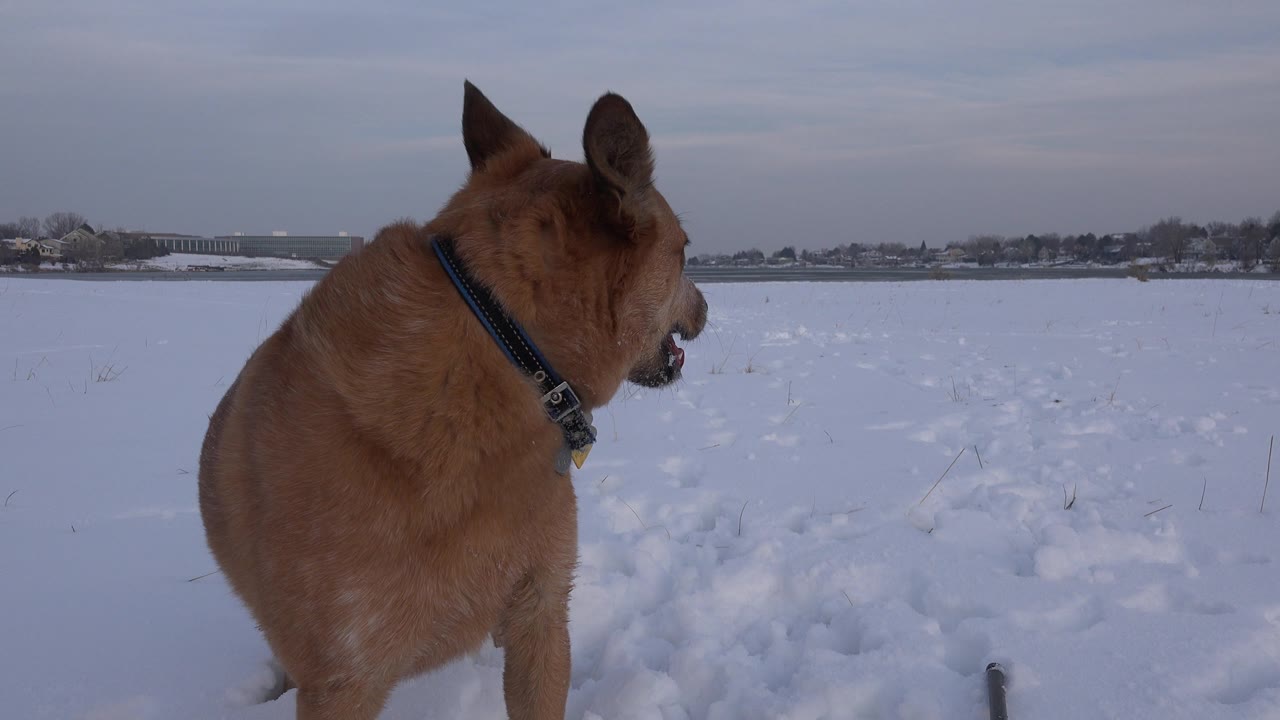 Dog turned away across snowy field