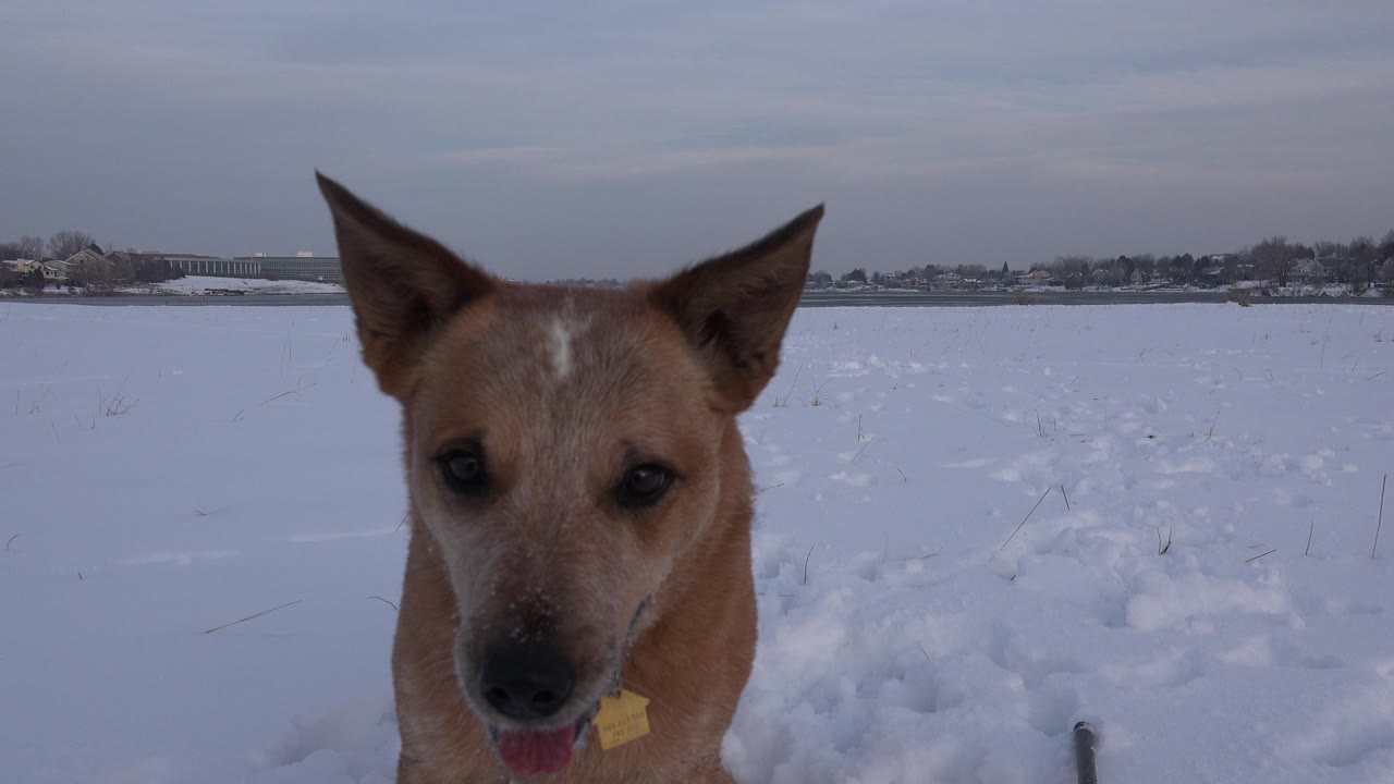 Tan dog with upright ears stands close to the lens in a snowy Westminster, Colorado field, with a gray sky, distant horizon, and no visible people.