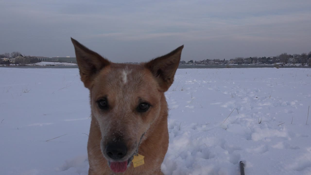 The dog faces forward in the snowy Westminster, Colorado field, holding a centered close-up position with distant buildings and no visible people.