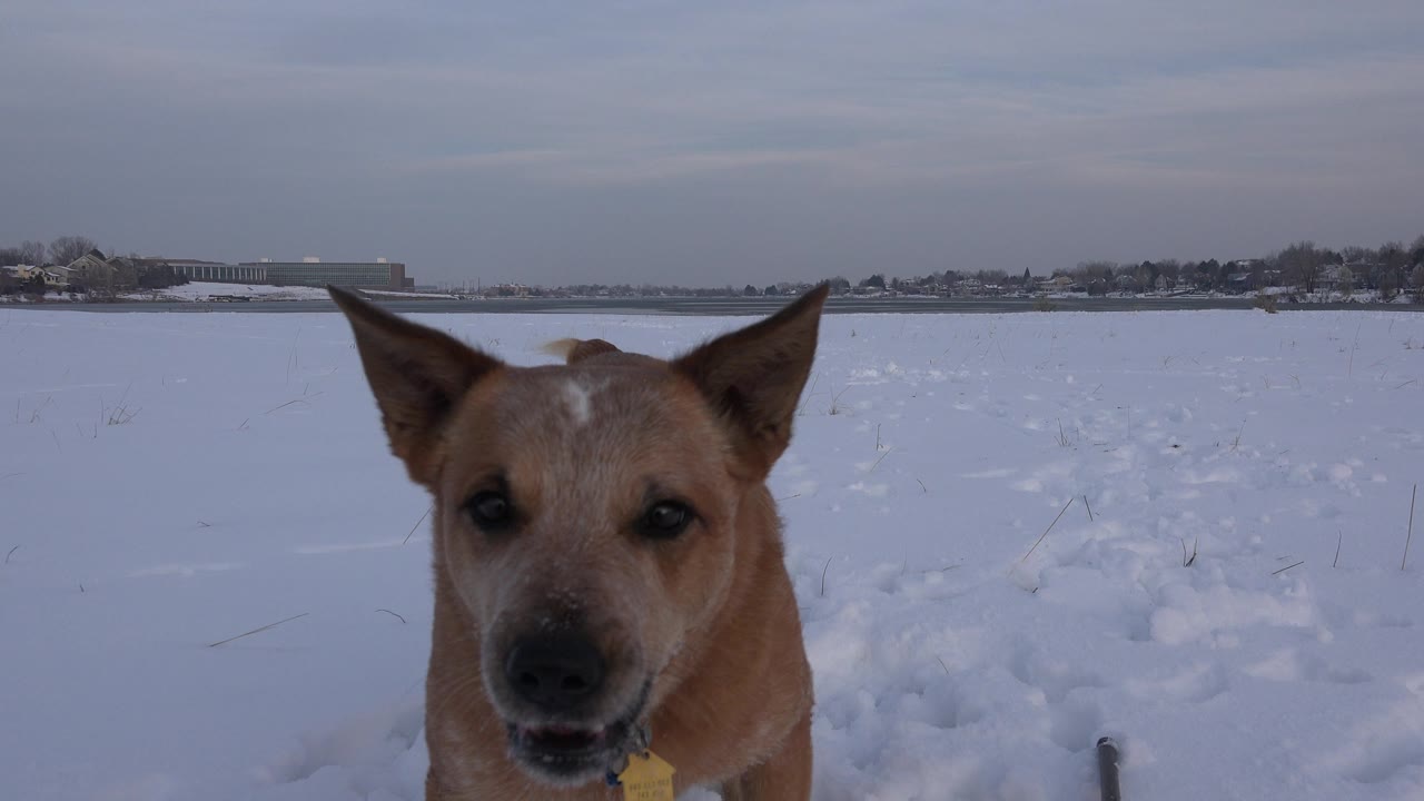 The tan dog shifts slightly to the right side of the frame in the Westminster, Colorado snow, with the open field and horizon still visible and no visible people.